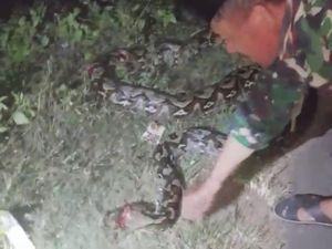 Ular Piton 7 Meter Muncul di Jalanan Sultra, Langsung Ditebas Warga hingga Mati