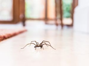 4 Cara Mengusir Laba-laba dari Rumah dengan Bahan Sederhana