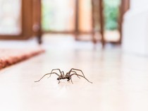 Ternyata Laba-laba Fondasi Kesehatan Planet, Ahli: Mendesak untuk Dilindungi