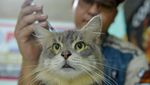 Jelang Lebaran, Permintaan Jasa Penitipan Kucing Meningkat