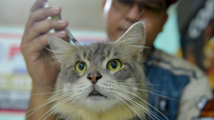 Pemilik usaha memeriksa kondisi kucing yang di titipkan di Petzone Palembang, Palembang, Sumatera Selatan, Minggu (15/3/2026). Menurut pemilik usaha, permintaan jasa penitipan hewan menjelang libur Lebaran mengalami peningkatan dari 2-5 ekor per pekan menjadi 55 ekor per pekan dengan biaya mulai dari Rp60 ribu hingga Rp150 ribu per hari tergantung ukuran hewan. ANTARA FOTO/Angga Palguna/YU