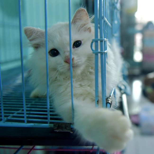 Jelang Lebaran, Permintaan Jasa Penitipan Kucing Meningkat