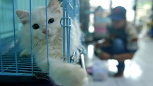 Jelang Lebaran, Permintaan Jasa Penitipan Kucing Meningkat