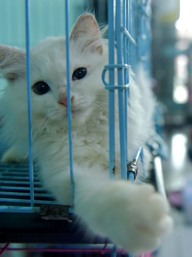 Jelang Lebaran, Permintaan Jasa Penitipan Kucing Meningkat