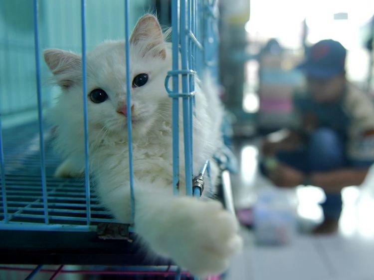 Jelang Lebaran, Permintaan Jasa Penitipan Kucing Meningkat