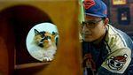 Jelang Lebaran, Permintaan Jasa Penitipan Kucing Meningkat