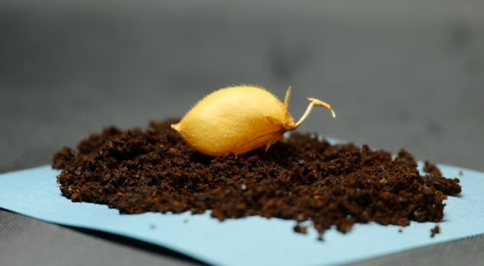 Kacang arab (chickpeas)