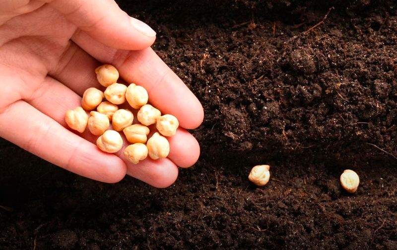 Kacang arab (chickpeas)