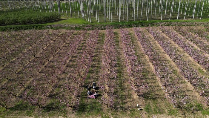 A drone view shows tourists having a picnic, among blossoming peach trees in a field in Aitona, in the Catalonian province of Lleida, Spain March 14, 2026. REUTERS/Nacho Doce