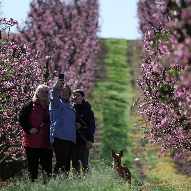Mekarnya Bunga Persik Warnai Lanskap Musim Semi di Aitona