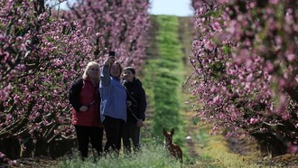 Mekarnya Bunga Persik Warnai Lanskap Musim Semi di Aitona