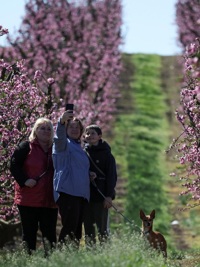 Mekarnya Bunga Persik Warnai Lanskap Musim Semi di Aitona