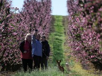 Mekarnya Bunga Persik Warnai Lanskap Musim Semi di Aitona