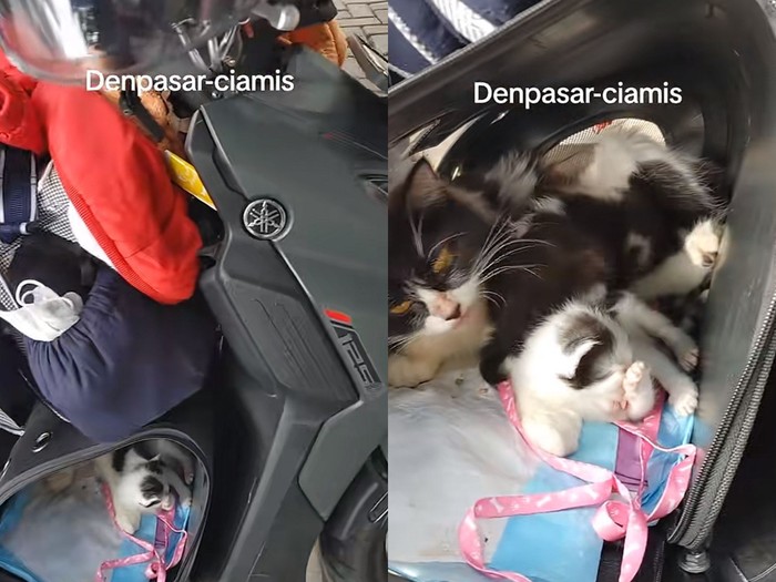 Kisah pemudik dari Denpasar menuju Ciamis  naik motor membawa anak, istri dan kucing peliharaannya. Postingan tersebut langsung viral di media social.
