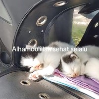 Viral Pria Mudik Denpasar-Ciamis Naik Motor, Bawa Kucing dan Anak-anaknya