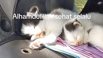 Viral Pria Mudik Denpasar-Ciamis Naik Motor, Bawa Kucing dan Anak-anaknya