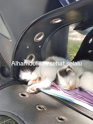 Kisah pemudik dari Denpasar menuju Ciamis  naik motor membawa anak, istri dan kucing peliharaannya. Postingan tersebut langsung viral di media social.