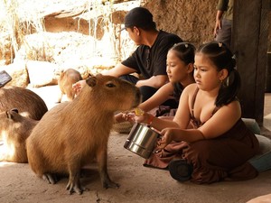 Menikmati Makan Siang Bareng 6 Kapibara dan 3 Kura-kura di Bali Zoo