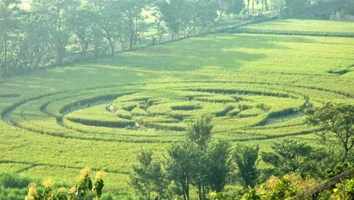 Fenomena crop circle Sleman 2011 bikin geger warga dan penuh konspirasi, tapi dipuji Sultan HB X.