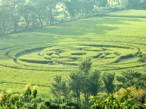 Fenomena Crop Circle di Sleman 2011, Bikin Gempar tapi Dipuji Sultan HB X