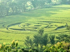 Mengenang Kembali Crop Circle Sleman 2011 yang Menghebohkan, Bekas UFO?