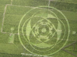Misteri Kandungan Nikel di Batang Padi Crop Circle Sleman 2011