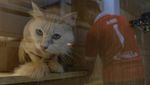 Hotel Kucing di Semarang Laris Jelang Lebaran 2026