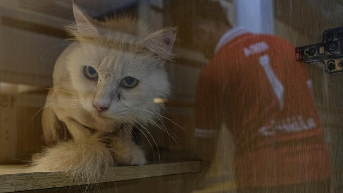 Pekerja meletakkan makanan untuk seekor kucing milik konsumen yang dititipkan di kamar hotel khusus hewan di Ciproet Petshop Medoho, Semarang, Jawa Tengah, Senin (16/3/2026). Menurut pemilik usaha pet shop, permintaan jasa penitipan hewan peliharaan khusus kucing tersebut meningkat sebanyak 11 kali lipat lebih dari hari biasa hanya empat kamar hewan menjadi 45 kamar terpesan penuh menjelang momen Lebaran 2026, dengan tarif yakni Rp50 ribu hingga Rp75 ribu per hari tergantung fasilitas dan perawatannya. ANTARA FOTO/Makna Zaezar/bar