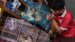 Hotel Kucing di Semarang Laris Jelang Lebaran 2026