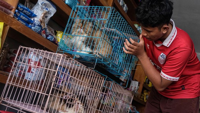Pekerja meletakkan makanan untuk seekor kucing milik konsumen yang dititipkan di kamar hotel khusus hewan di Ciproet Petshop Medoho, Semarang, Jawa Tengah, Senin (16/3/2026). Menurut pemilik usaha pet shop, permintaan jasa penitipan hewan peliharaan khusus kucing tersebut meningkat sebanyak 11 kali lipat lebih dari hari biasa hanya empat kamar hewan menjadi 45 kamar terpesan penuh menjelang momen Lebaran 2026, dengan tarif yakni Rp50 ribu hingga Rp75 ribu per hari tergantung fasilitas dan perawatannya. ANTARA FOTO/Makna Zaezar/bar