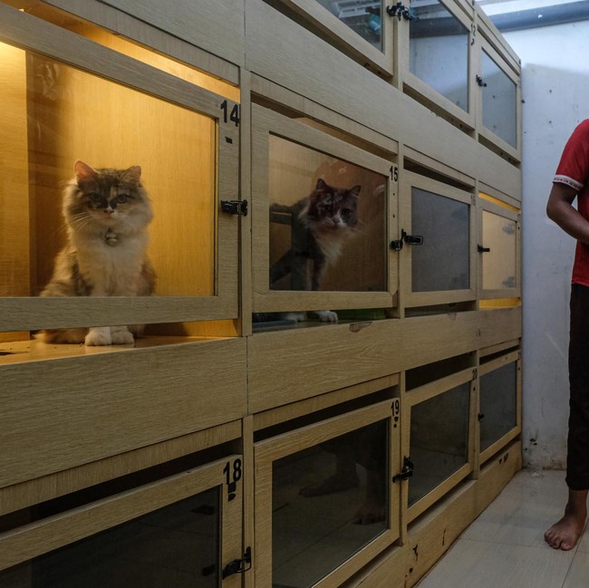Hotel Kucing di Semarang Laris Jelang Lebaran 2026