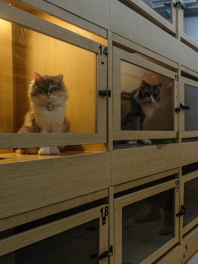 Hotel Kucing di Semarang Laris Jelang Lebaran 2026