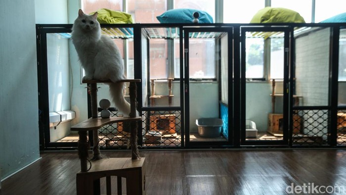 Hotel Kucing Kebanjiran Order Jelang Lebaran, Penuh hingga Akhir Maret