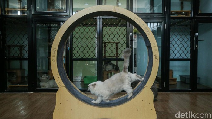 Hotel Kucing Kebanjiran Order Jelang Lebaran, Penuh hingga Akhir Maret