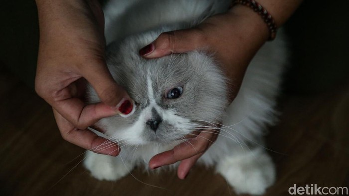 Hotel Kucing Kebanjiran Order Jelang Lebaran, Penuh hingga Akhir Maret