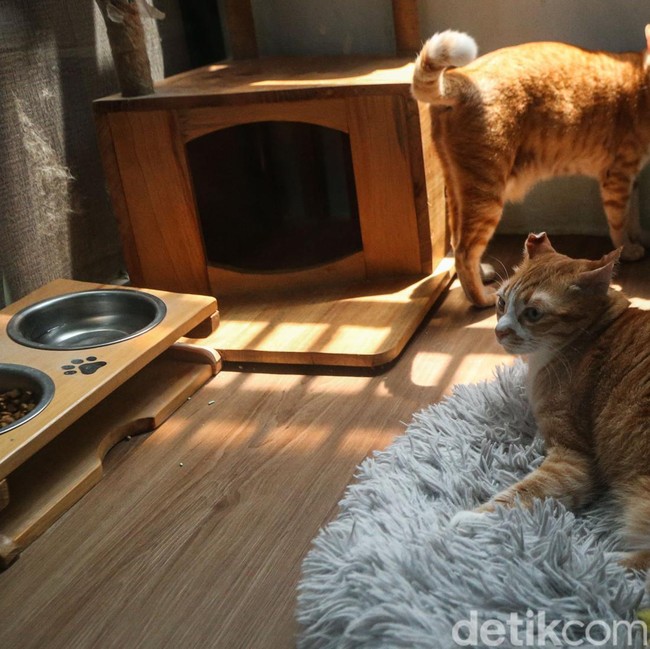 Hotel Kucing Kebanjiran Order Jelang Lebaran, Penuh hingga Akhir Maret