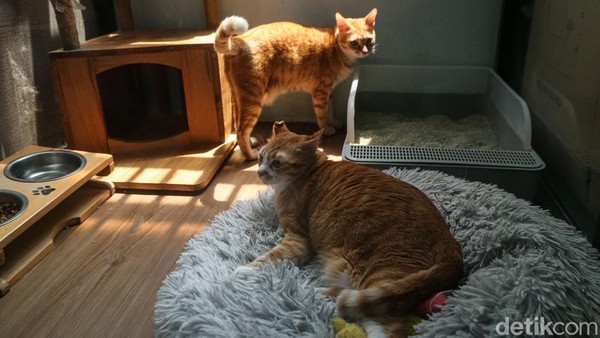 Hotel Kucing Kebanjiran Order Jelang Lebaran, Penuh hingga Akhir Maret