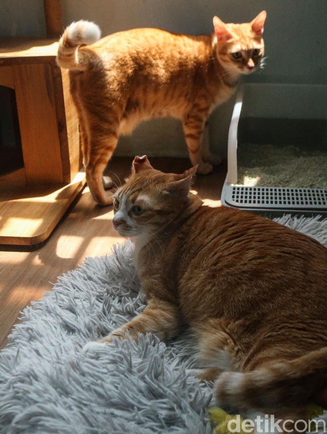 Hotel Kucing Kebanjiran Order Jelang Lebaran, Penuh hingga Akhir Maret