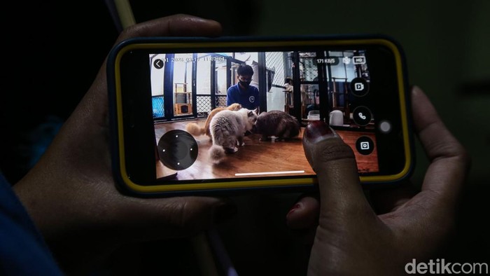 Hotel Kucing Kebanjiran Order Jelang Lebaran, Penuh hingga Akhir Maret