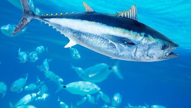 Ikan tuna dikenal sebagai perenang cepat di lautan
