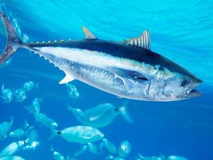 Kenapa Ikan Bisa Berenang Super Cepat? Ilmuwan Ungkap Rahasia Pakai Cara Ini