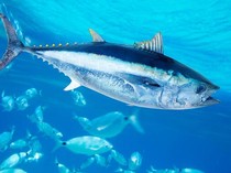 Kenapa Ikan Bisa Berenang Super Cepat? Ilmuwan Ungkap Rahasia Pakai Cara Ini