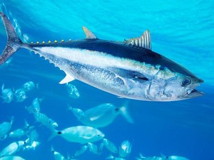 Kenapa Ikan Bisa Berenang Super Cepat? Ilmuwan Ungkap Rahasia Pakai Cara Ini