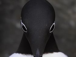 Ada Indonesia! Juara Kategori National Sony Awards 2026 Terungkap