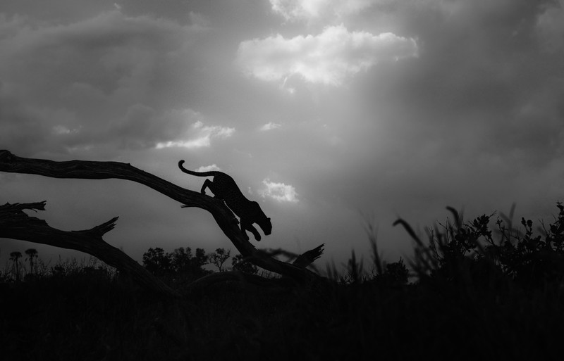 Sony World Photography Awards 2026