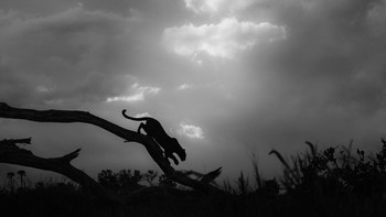 Nama Fotografer: Greg du Toit , Deskripsi Gambar: Seekor macan tutul soliter menuruni pohon tumbang di Delta Okavango Botswana, siluetnya menyatu dengan langit yang luas dan murung. Ditangkap dari kejauhan, gambar tersebut membangkitkan keanggunan predator, dan kebebasan liar dari rumah liarnya. © Greg du Toit, South Africa, Winner, National Awards, Sony World Photography Awards 2026