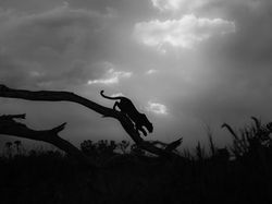 Ada Indonesia! Juara Kategori National Sony Awards 2026 Terungkap