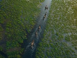 Ada Indonesia! Juara Kategori National Sony Awards 2026 Terungkap