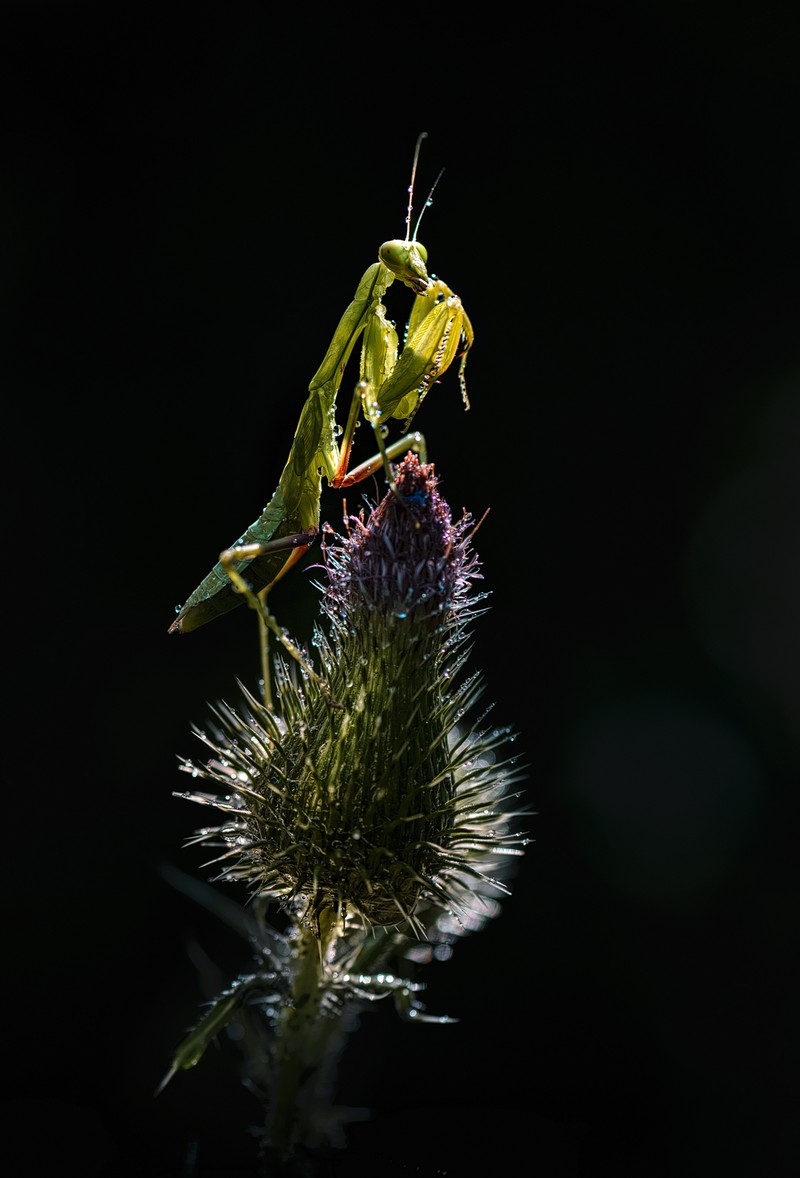 Sony World Photography Awards 2026