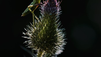 Nama Fotografer: Nelya Rachkova Deskripsi Gambar: Belalang sembah difoto di atas bunga thistle dalam cahaya pagi yang lembut.Copyright: © Nelya Rachkova, Kazakhstan, Winner, National Awards, Sony World Photography Awards 2026